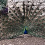 Father Chacour's Peacock